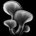 Alice in Wonderland Alice in Wonderland