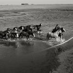 "Polito y su tropilla" "Polito y su tropilla"