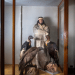 Wüsüwül Wirka y tres cóndores embalsamados Wüsüwül Wirka y tres cóndores embalsamados