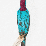 Cotinga cayana Cotinga cayana