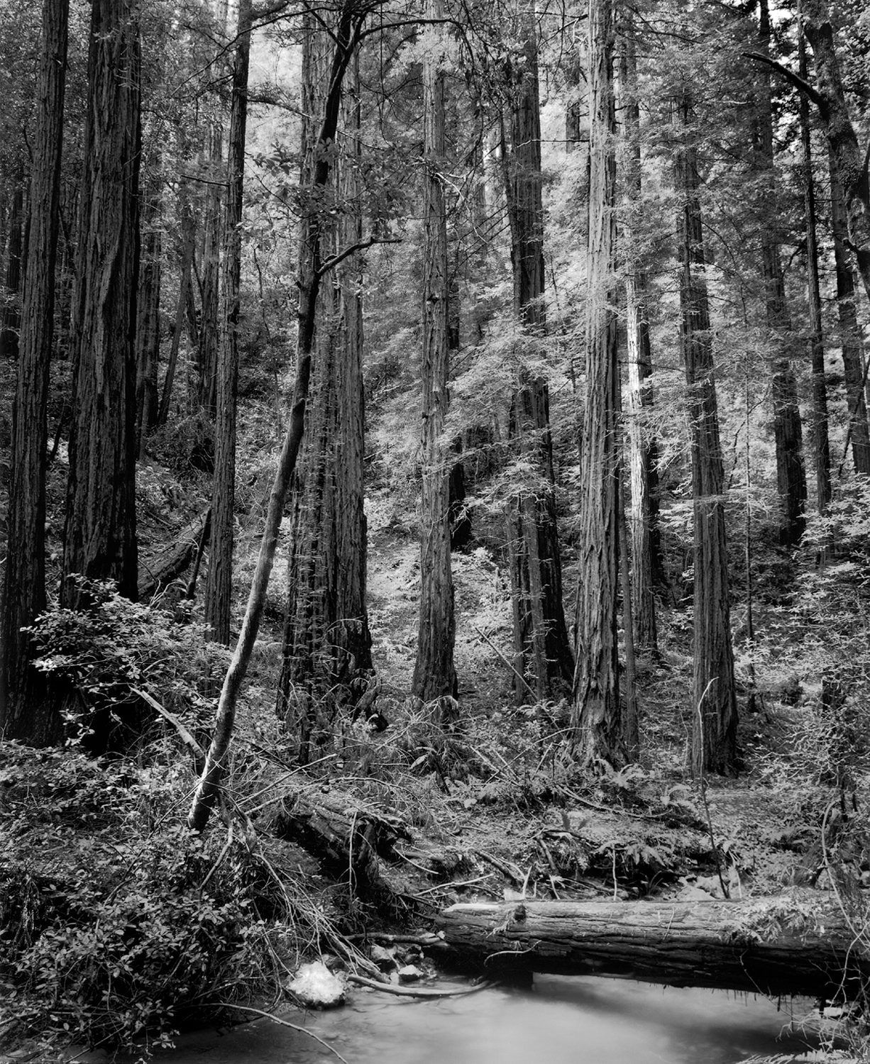 Muir Woods