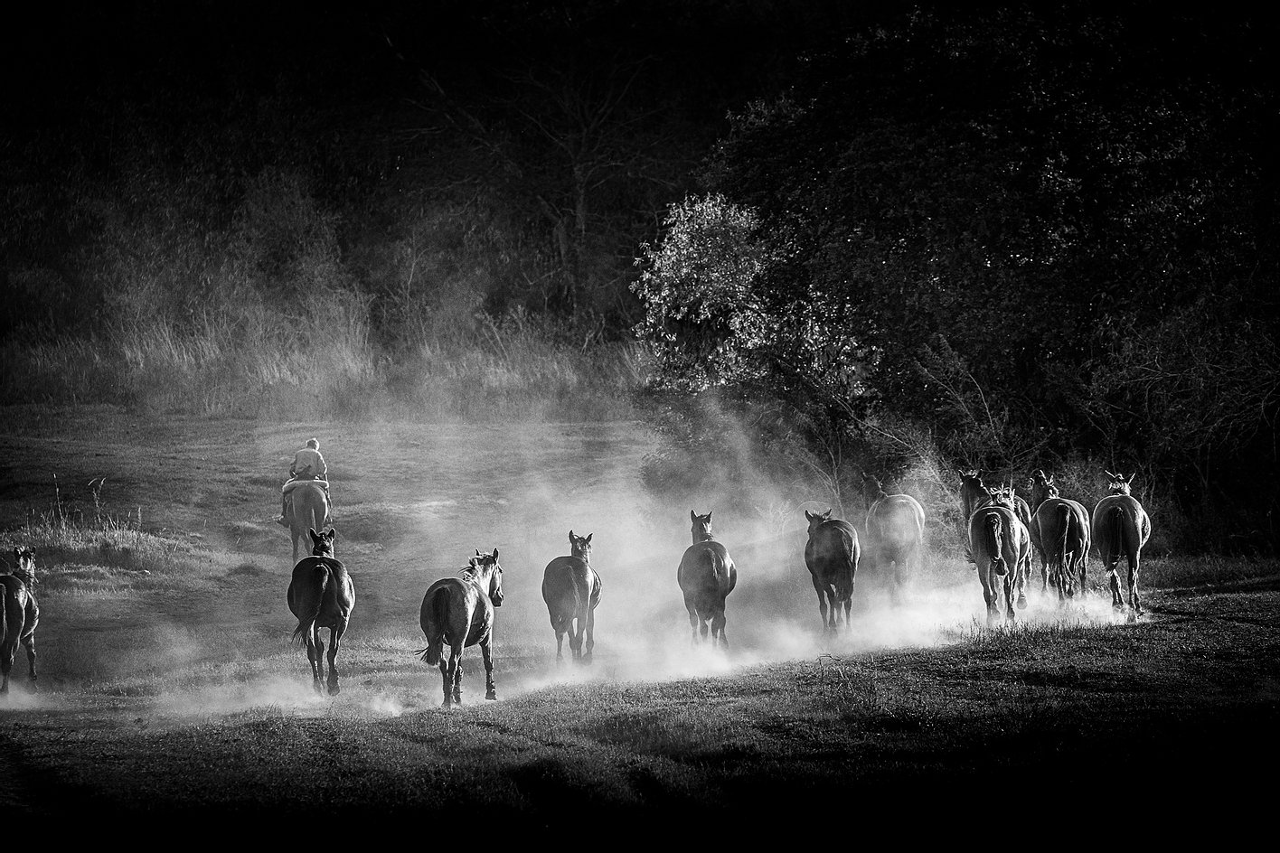 El gaucho y su tropilla VI