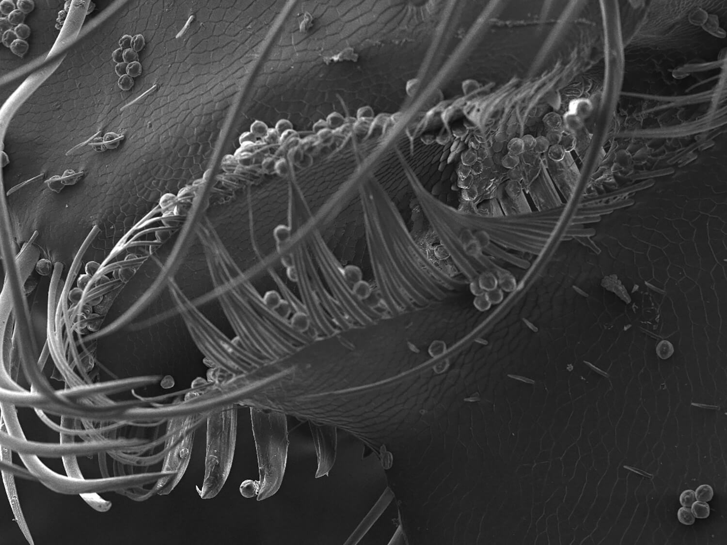 Detail of Apis Mellifera paw