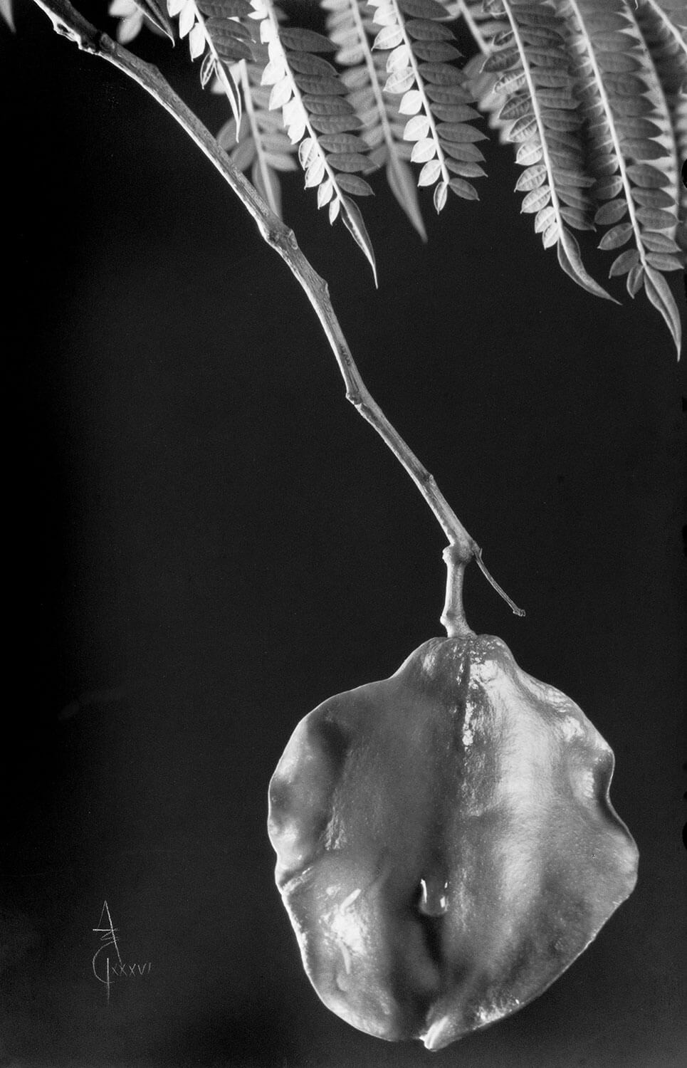 Jacarandá mimosifolia jacarandá, fruit and closed capsule